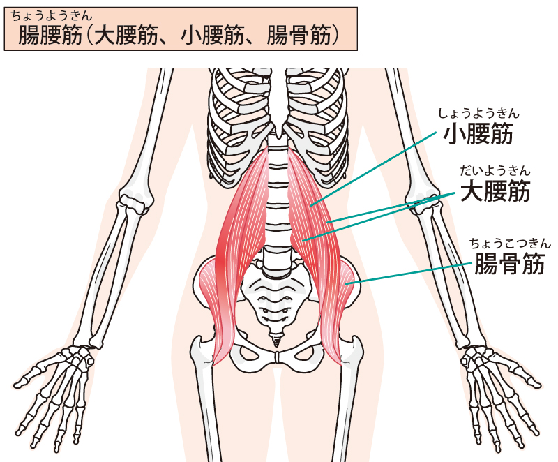 腸腰筋