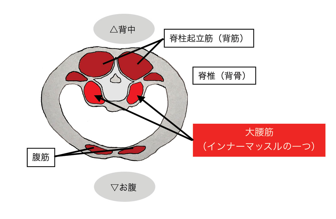 腰部断面図