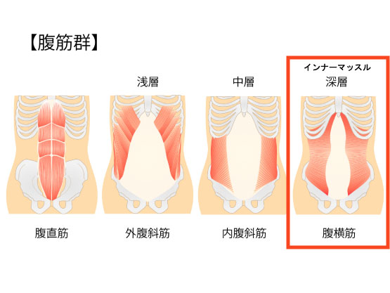 腹横筋
