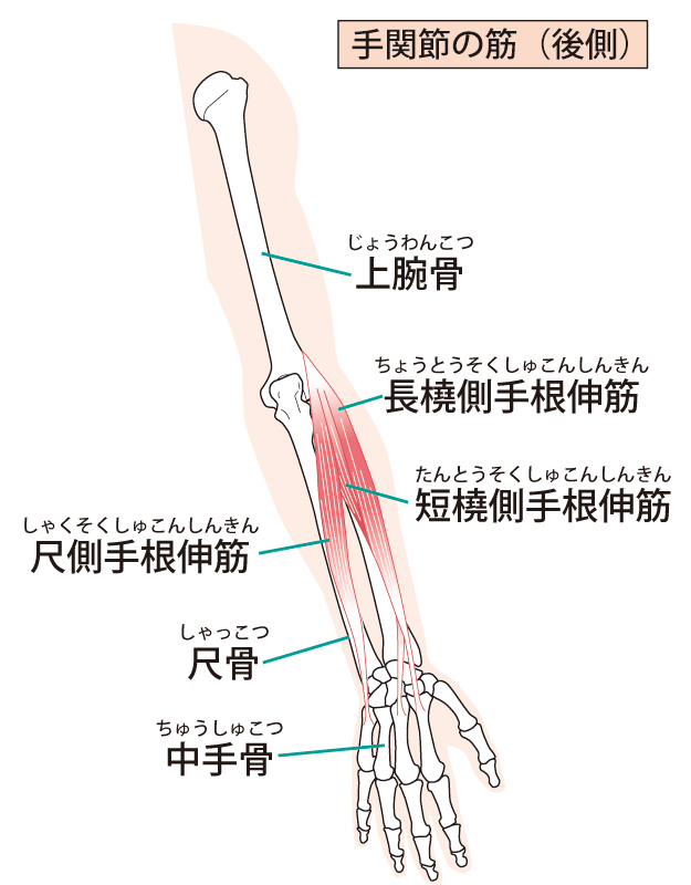 前腕後側の筋肉