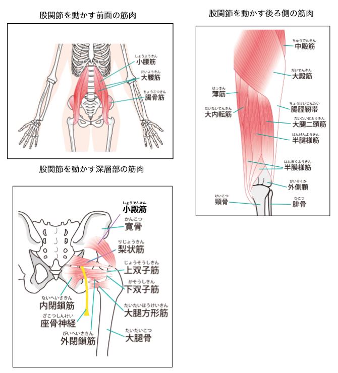 股関節を動かす筋肉