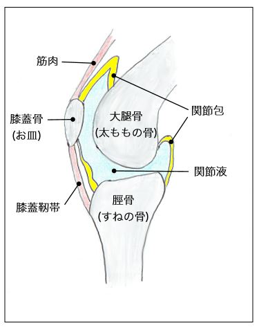 膝関節の構造