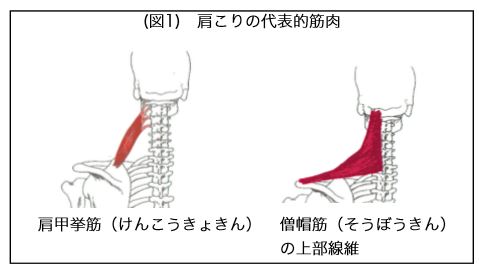 肩こりの代表的筋肉