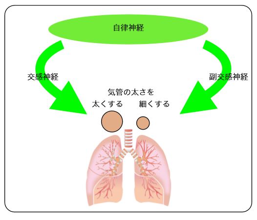 自律神経の安定化