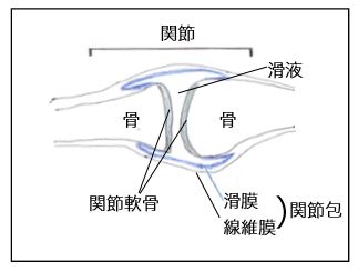 関節の構造