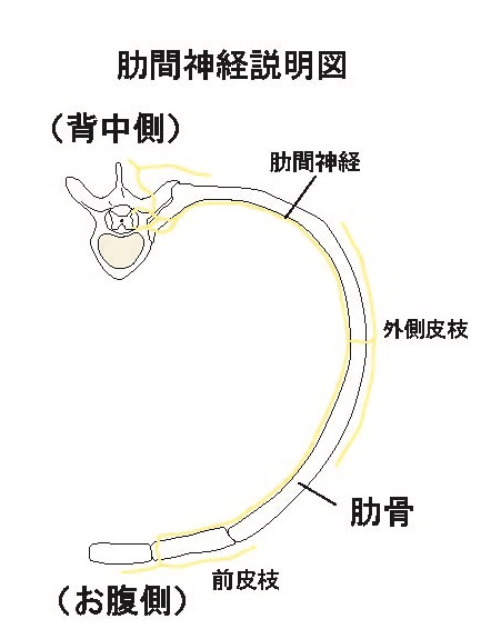 肋間神経痛の解説