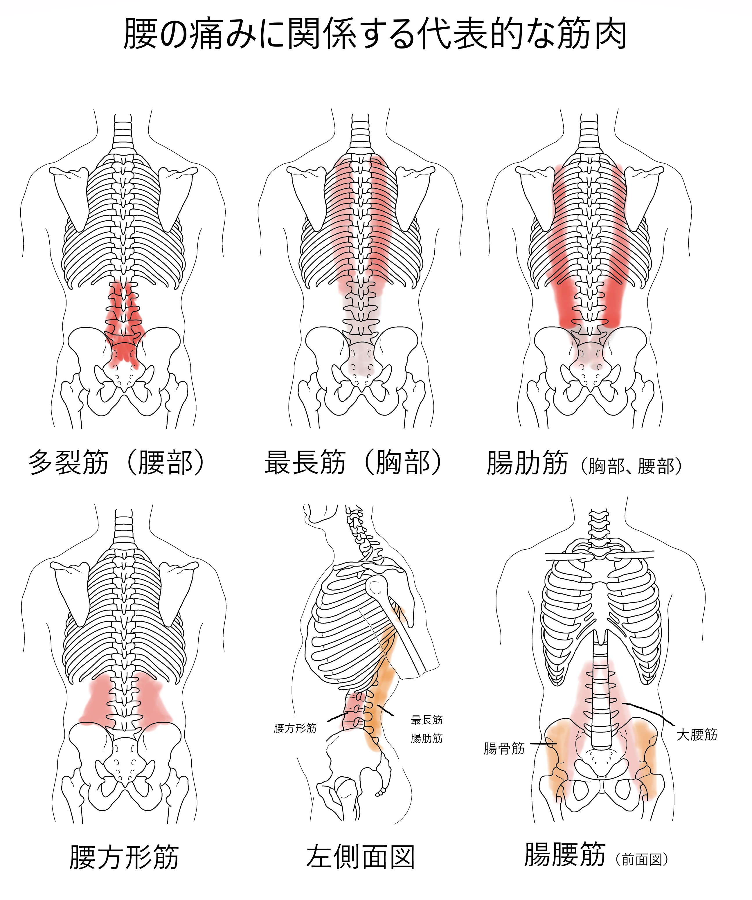 と 肋間 は 神経痛