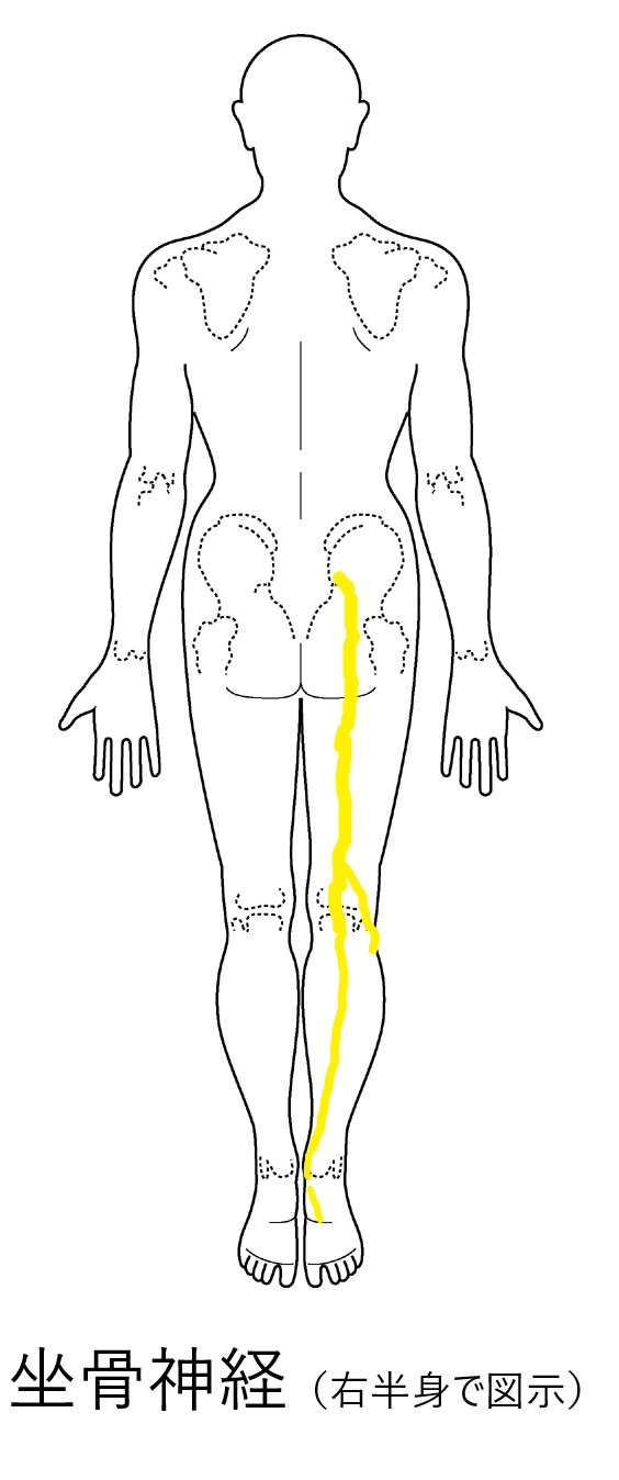 坐骨神経